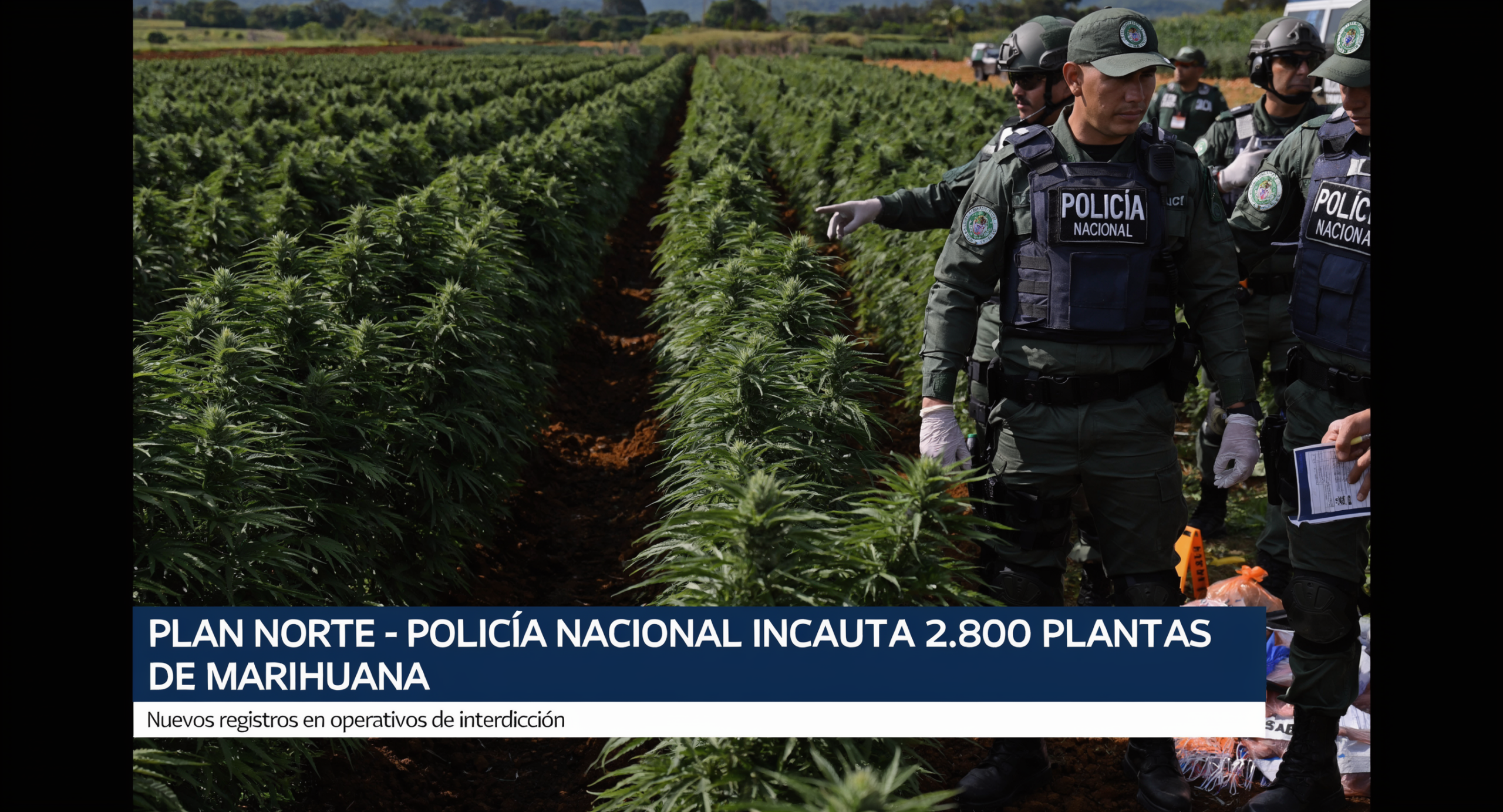 El Plan Norte de la Policía Nacional incauta 2.800 plantas de marihuana en nuevos registros